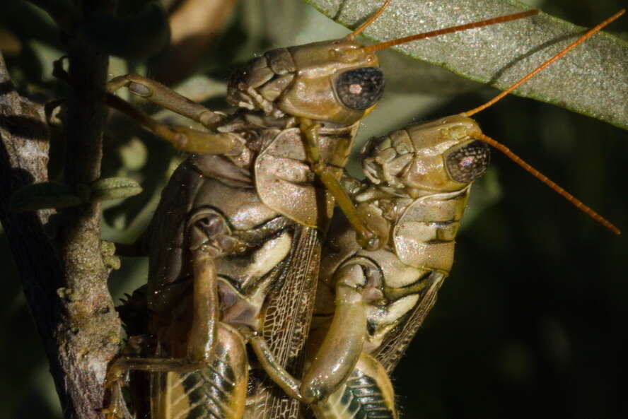 Слика од Aeoloplides tenuipennis (Scudder & S. H. 1897)