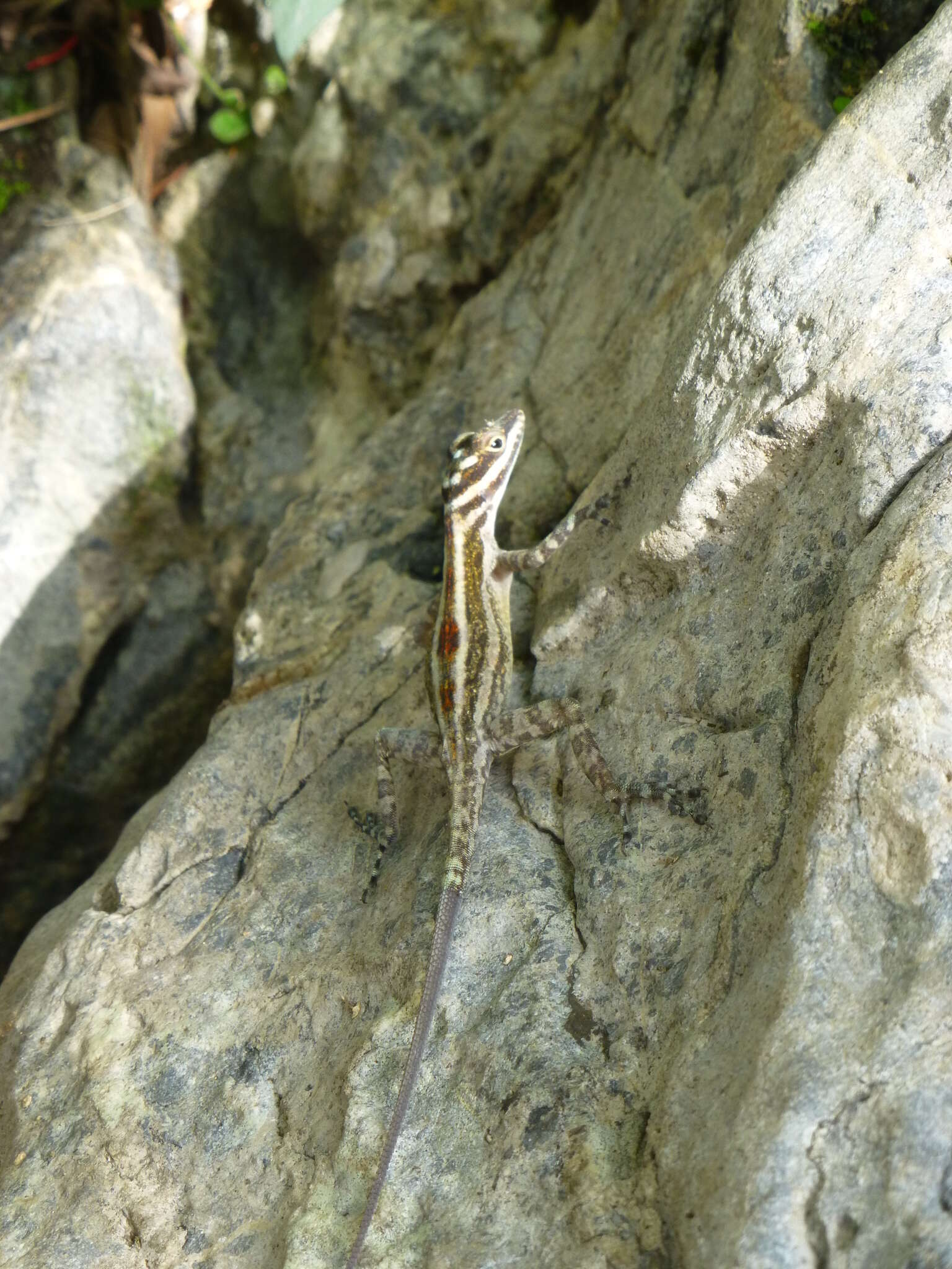 Image of Cave Anole