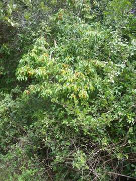 Cordia caffra Sond. resmi