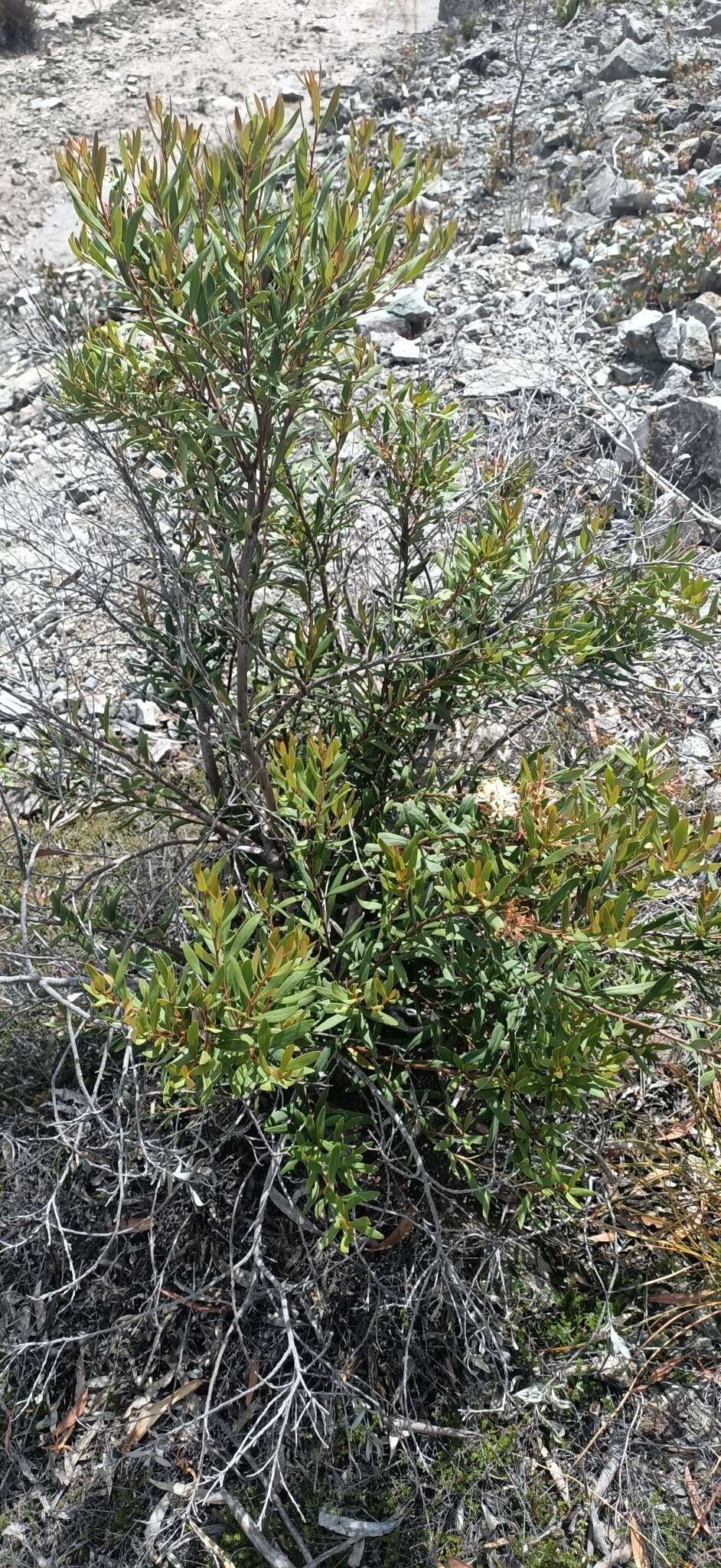 Image of Lomatia polymorpha R. Br.