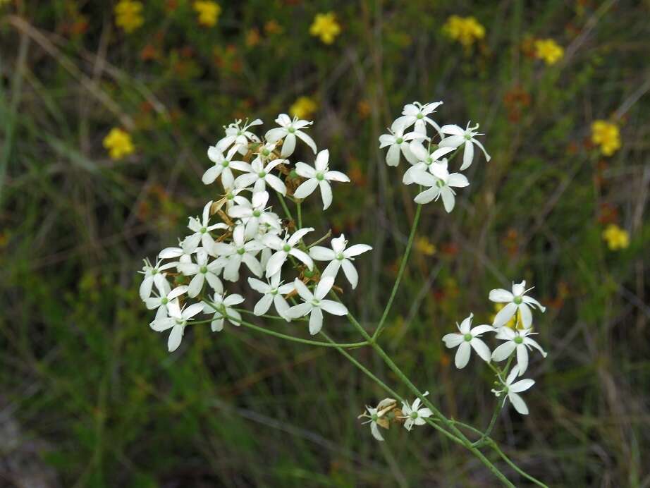 Sabatia macrophylla Hook. resmi