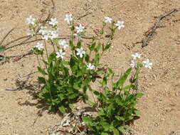 Plancia ëd Cerastium pauciflorum Stev. ex Ser.