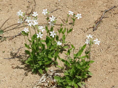 Image of Cerastium pauciflorum Stev. ex Ser.