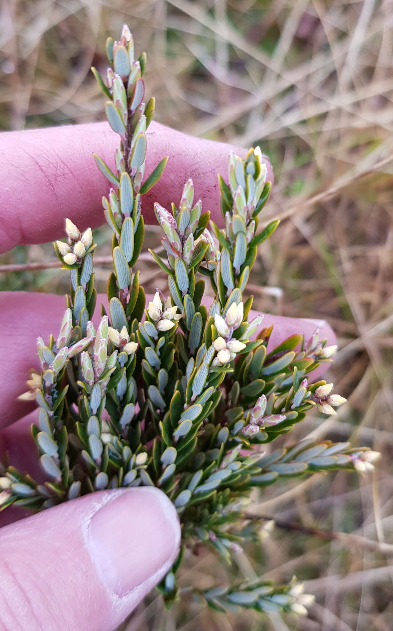 Image of Acrothamnus hookeri (Sond.) Quinn