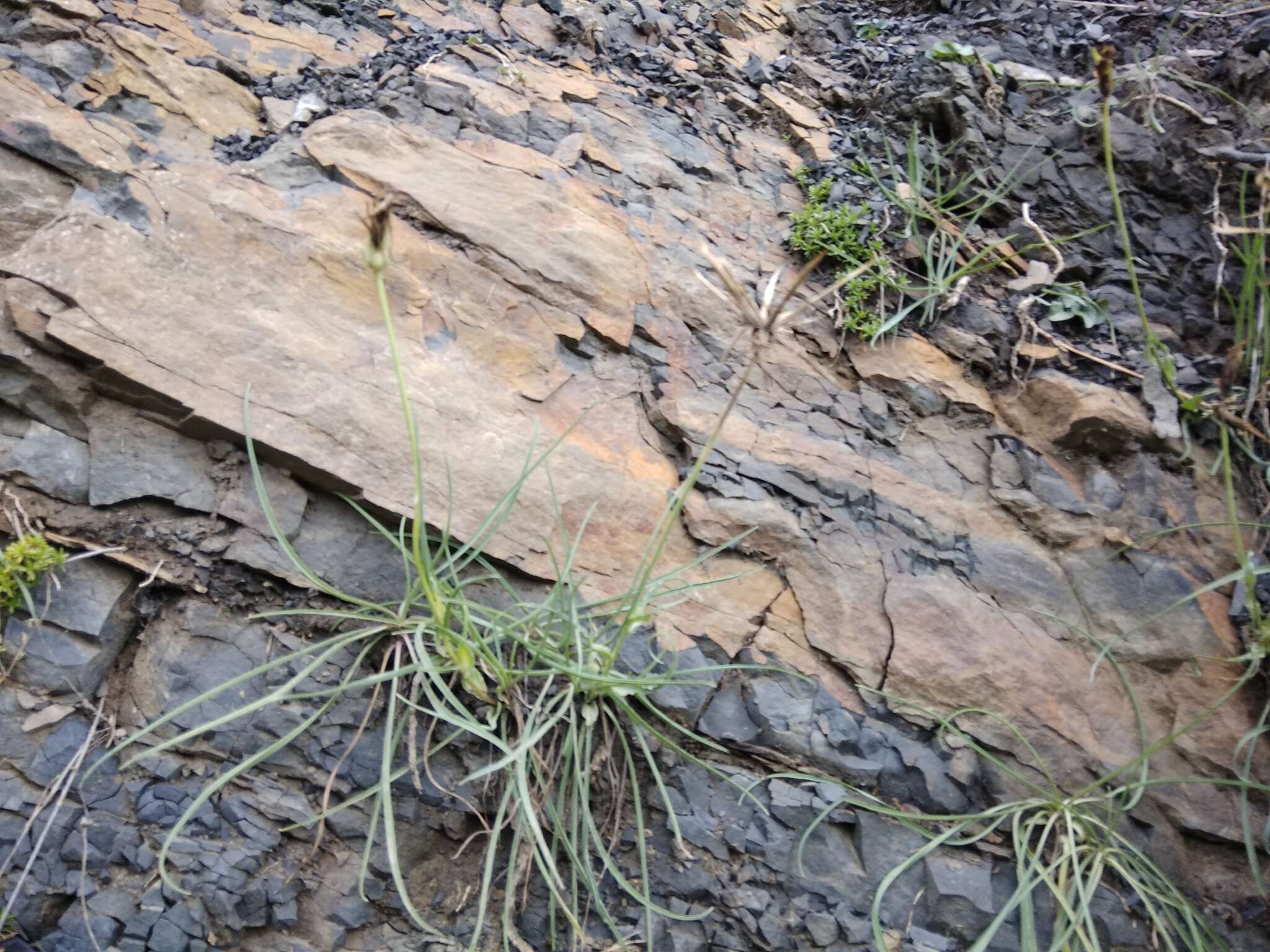 Image of Tragopogon graminifolius DC.