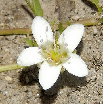 Image of Arenaria bourgaei Hemsl.