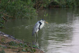 Image of Cocoi Heron