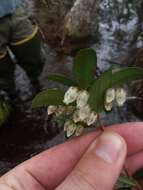 Image of Climbing Fetterbush