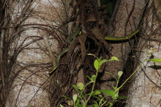 Image of Garden Flying Snake