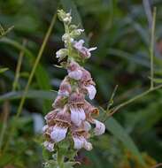 Imagem de Digitalis lanata Ehrh.