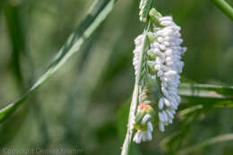 Cotesia congregata bracovirus resmi