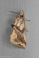 Image of Moonseed Moth