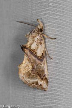 Image of Moonseed Moth