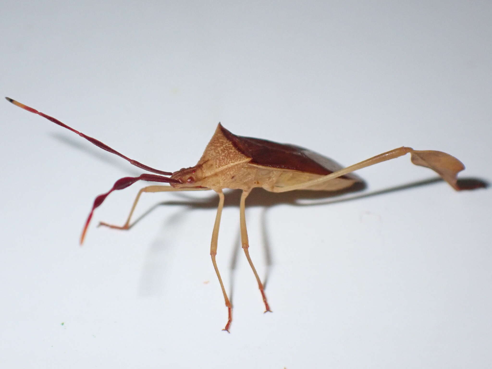 صورة Chondrocera laticornis Laporte 1832