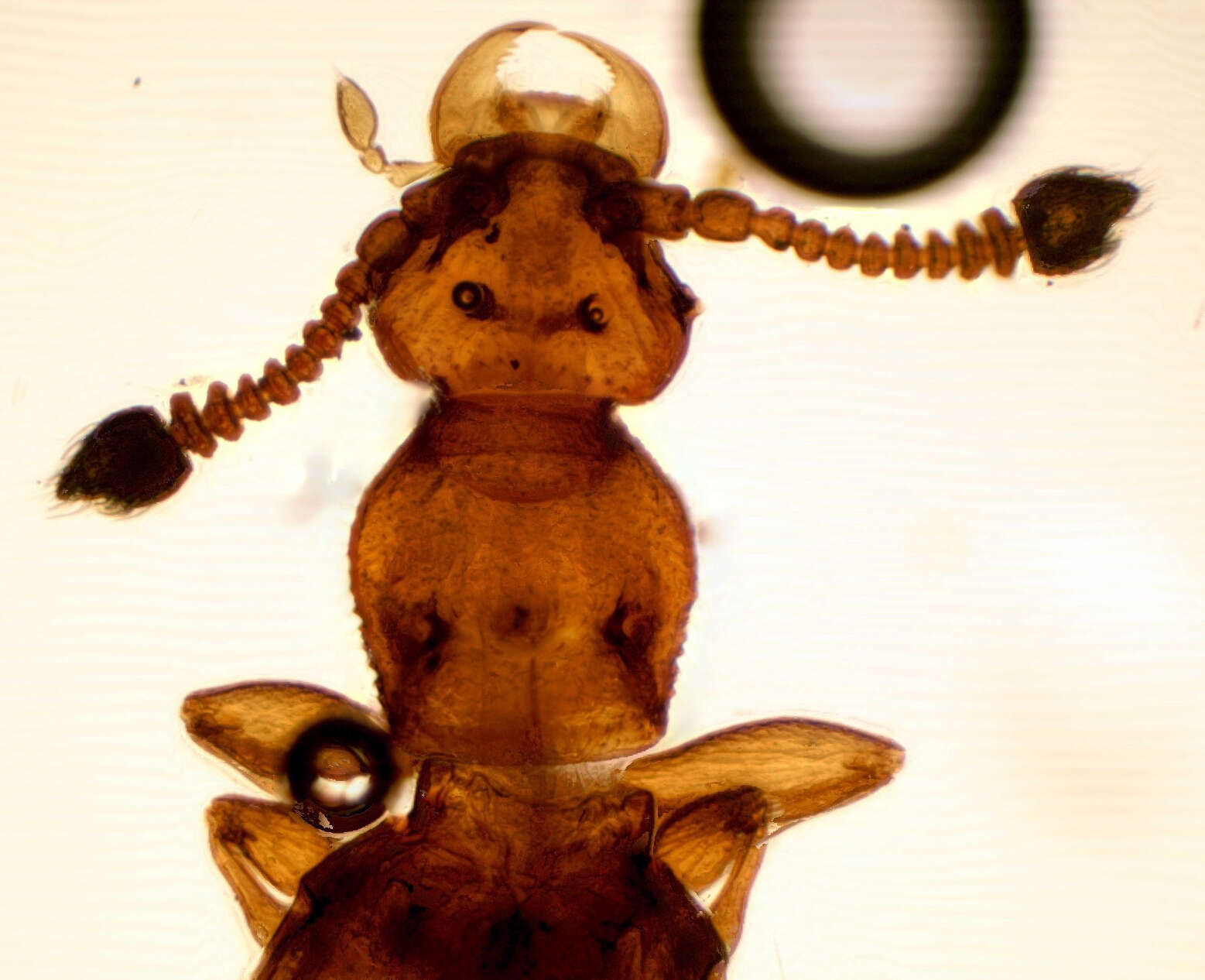 Image of Eutyphlus schmitti Raffray 1904