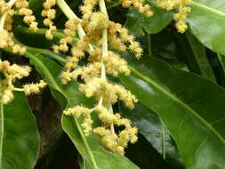 Meryta angustifolia (Endl.) Seem. resmi