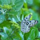 Image of Linnaeus Tree Nymph