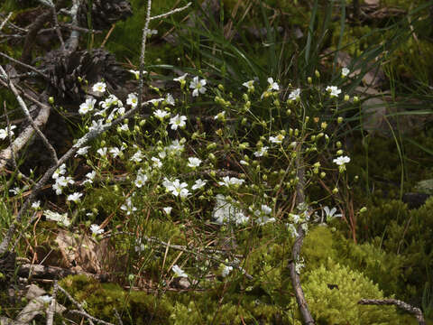 Image of Appalachian stitchwort