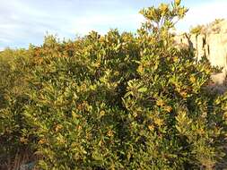 Image of toyon