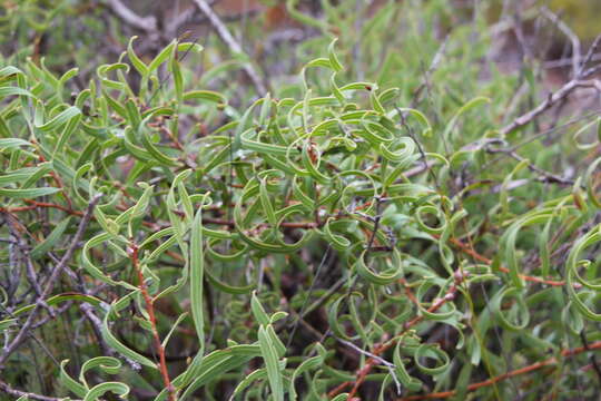 Plancia ëd Hakea stenocarpa R. Br.