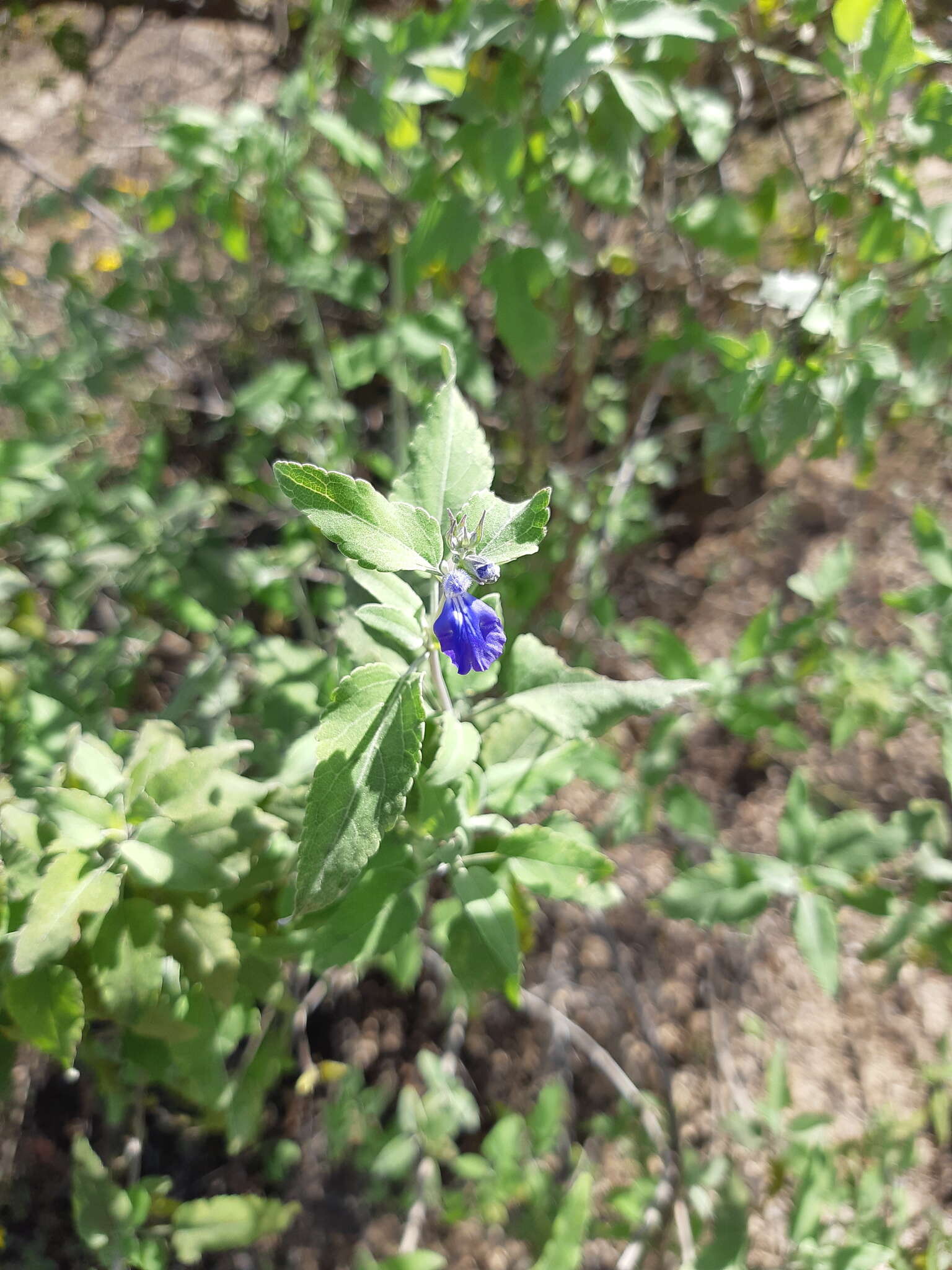 Image of Salvia similis Brandegee