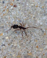 Image of Ant