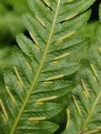 Image of Pteris incompleta Cav.