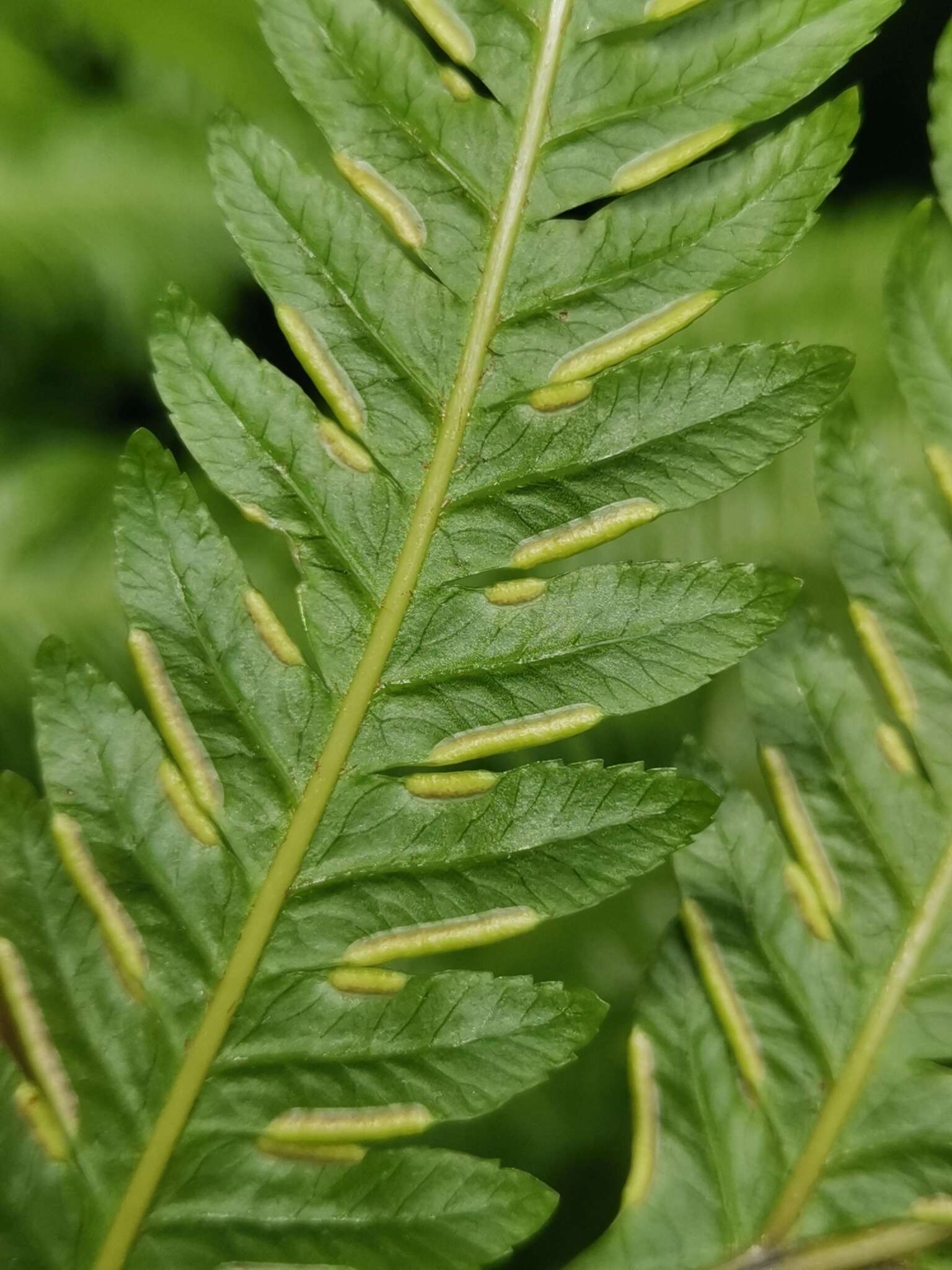 Image of Pteris incompleta Cav.