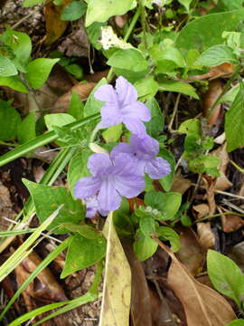 Image of Ruellia bahiensis (Nees) Morong