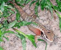 Image of Rose Whorltail Iguana