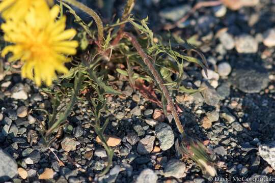 Image of Horned Dandelion