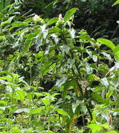 Imagem de Costus guanaiensis var. tarmicus (Loes.) Maas