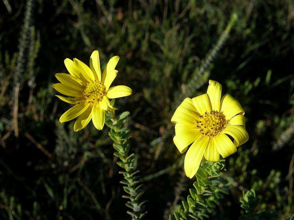 Image of <i>Osteospermum <i>polygaloides</i></i> var. polygaloides