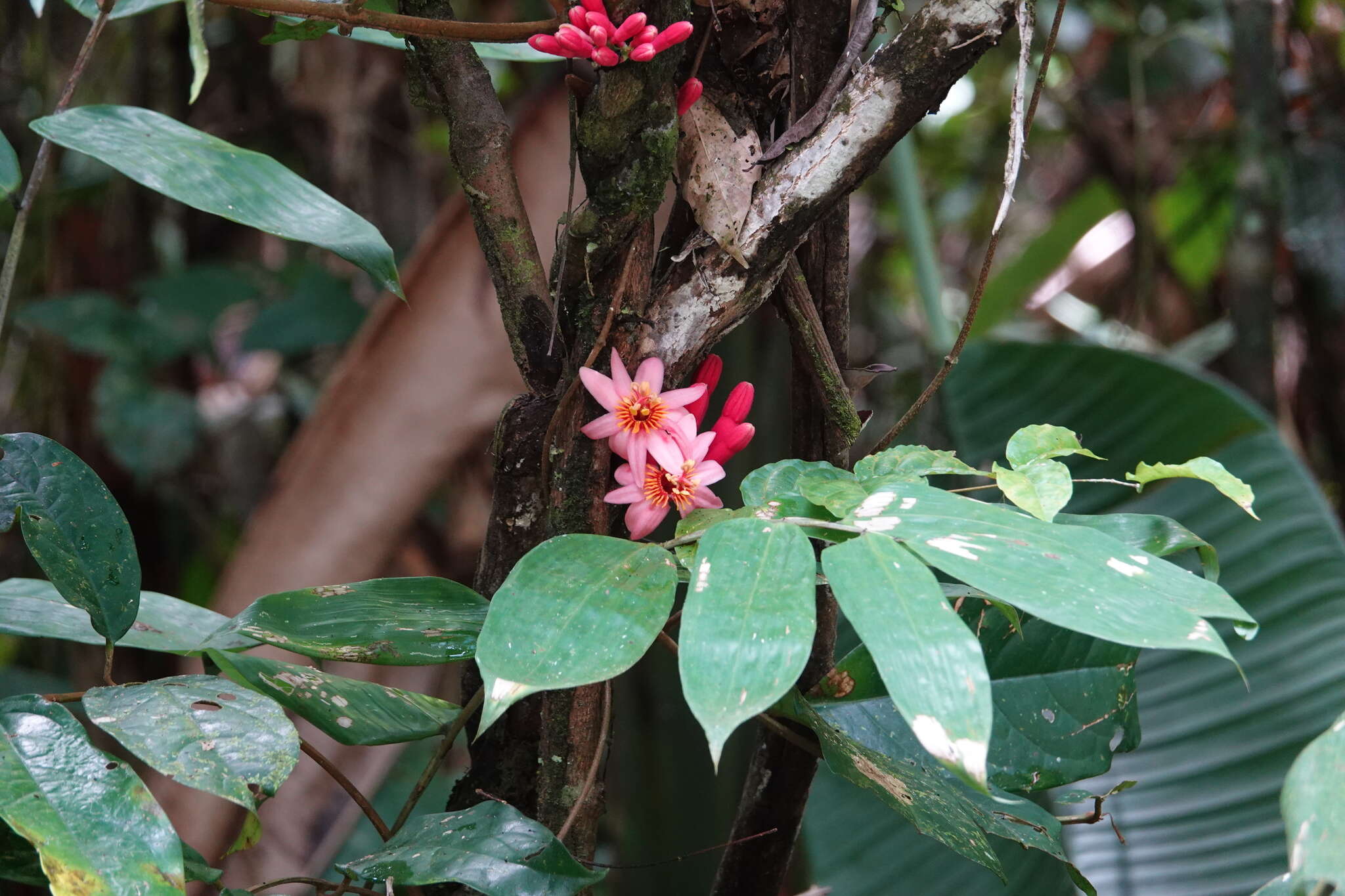 Image of Passiflora amoena L. K. Escobar