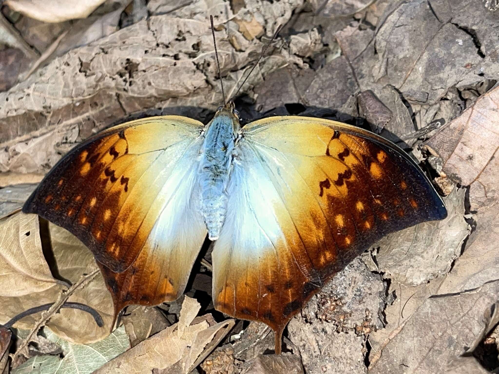 Image of <i>Charaxes <i>acuminatus</i></i> acuminatus