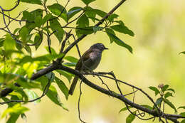 Arizelocichla fusciceps (Shelley 1893)的圖片