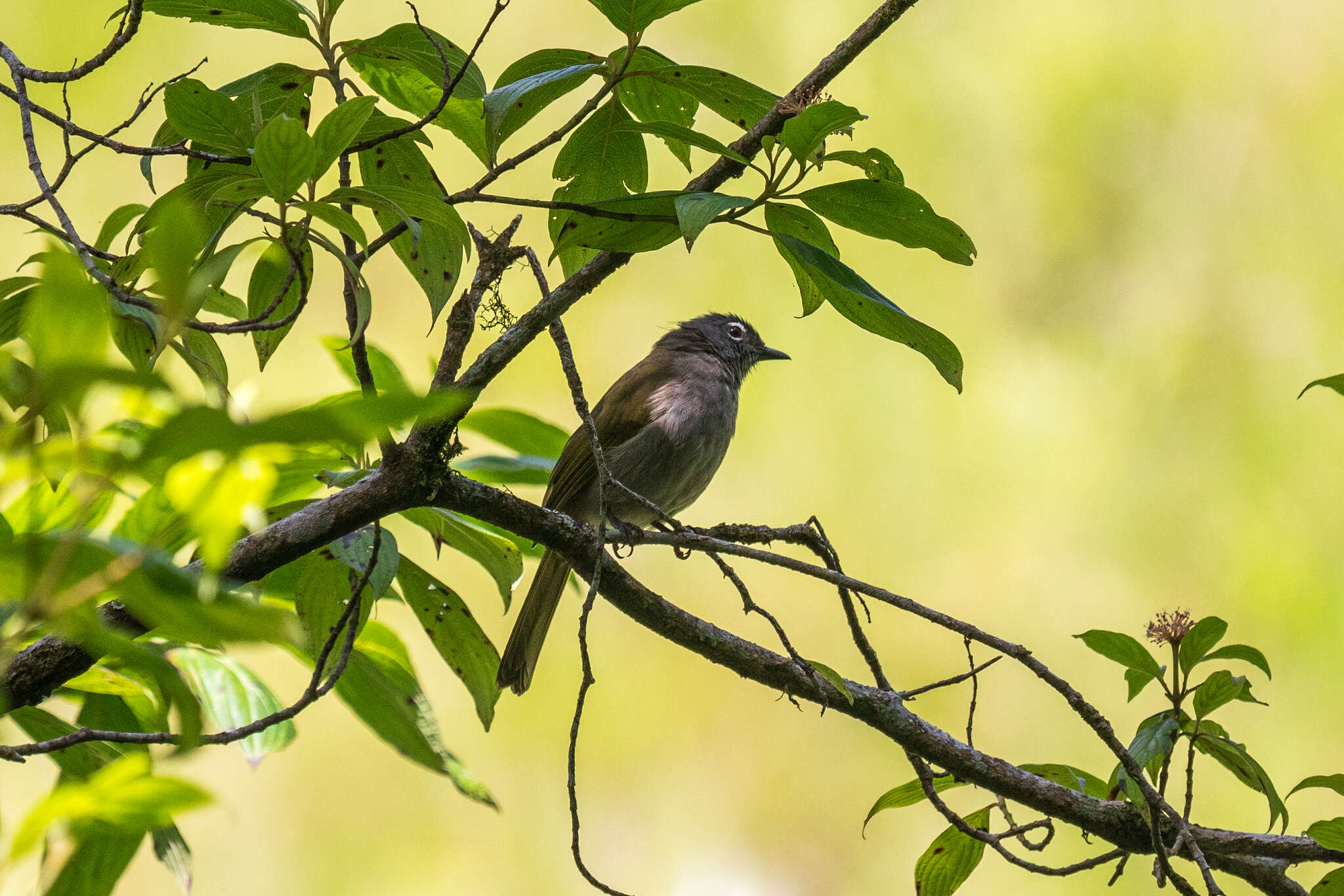 Image of Black-browed Greenbul