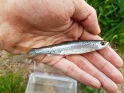 Image of Silver Shiner