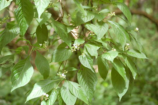 Image of thicket wild coffee