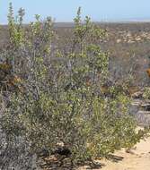 صورة Stoeberia utilis (L. Bol.) E. van Jaarsveld