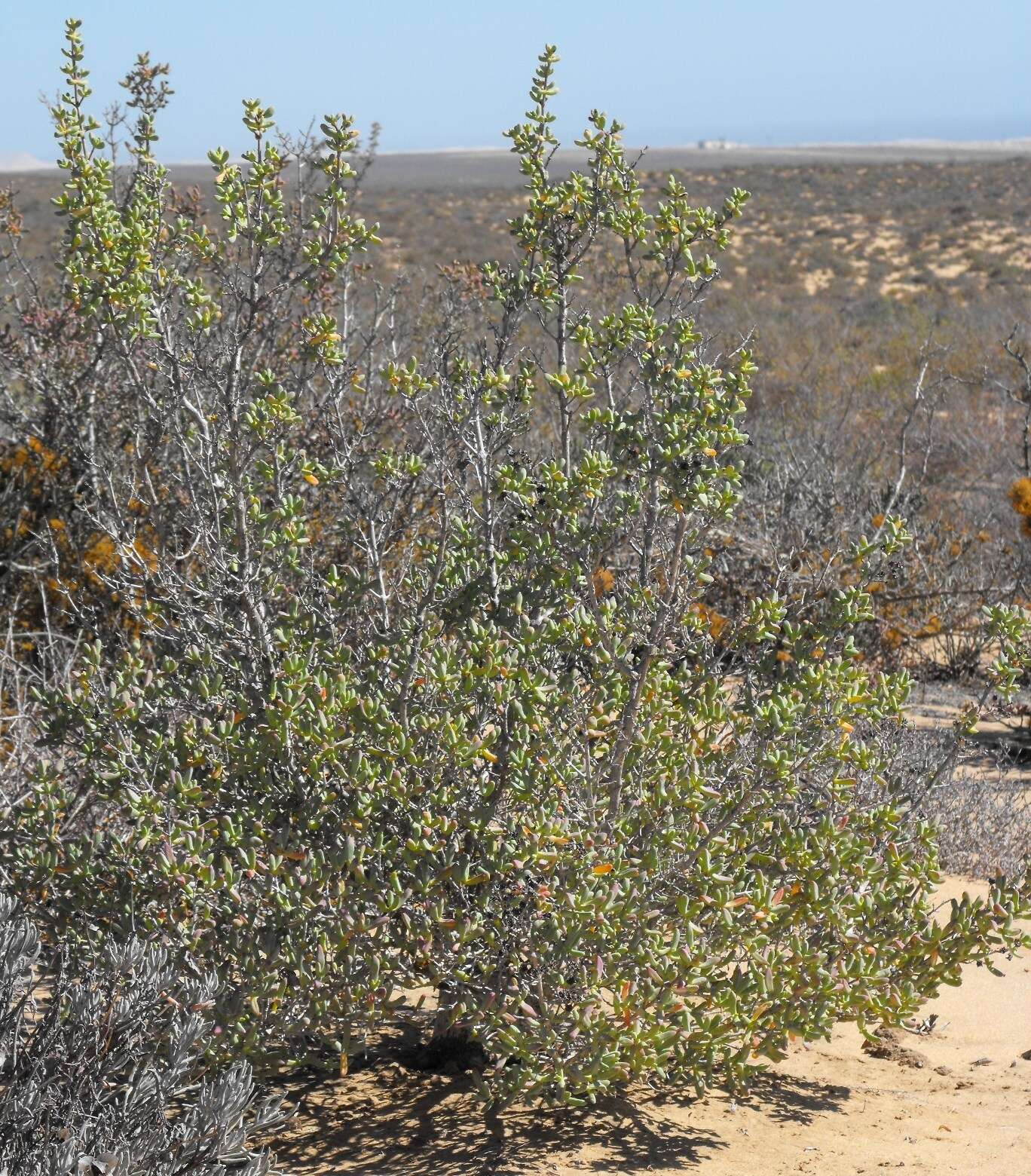 Imagem de Stoeberia utilis (L. Bol.) E. van Jaarsveld