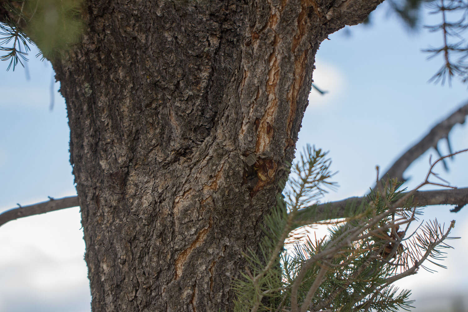 Image of Colorado Pinyon