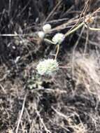 Image of naked buckwheat