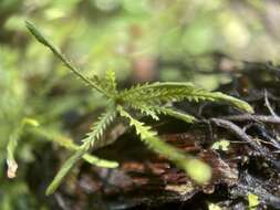 Image of toothed snailfern