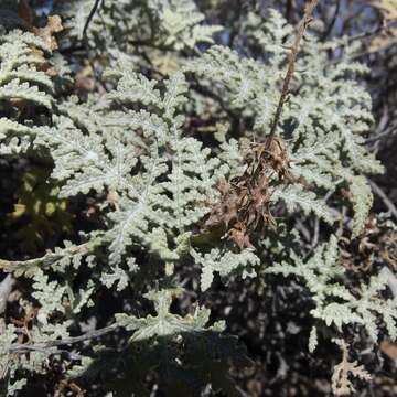 Image of Ambrosia camphorata (Greene) Payne