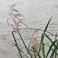 Image of giant cutgrass