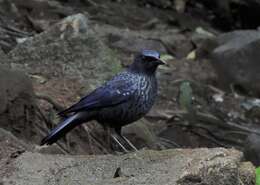 Слика од Myophonus caeruleus caeruleus (Scopoli 1786)