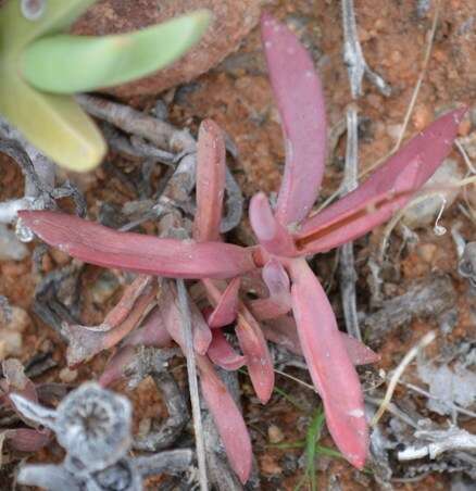 Image of Crassula subacaulis subsp. erosula (N. E. Br.) H. R. Tölken