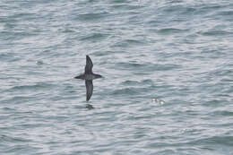 Image of Balearic Shearwater