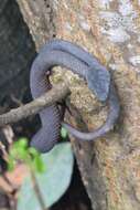 Trimeresurus purpureomaculatus (Gray 1832) resmi